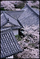 Roofs and cherry blossoms seen from the castle donjon. Himeji, Japan (color)