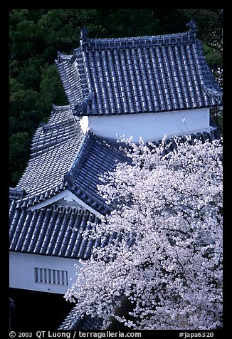 Rooftops and cherry trees seen from the castle donjon. Himeji, Japan (color)