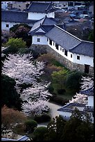 Castle grounds with blossoming cherry trees. Himeji, Japan (color)