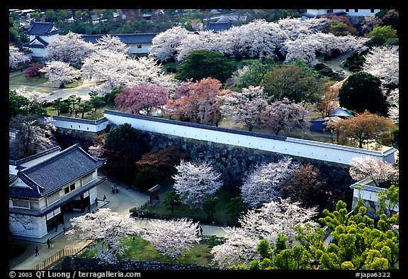 Castle grounds and walls with blossoming cherry trees. Himeji, Japan