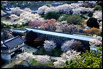 Castle grounds and walls with blossoming cherry trees. Himeji, Japan