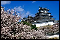 Blooming cherry tree and castle. Himeji, Japan (color)