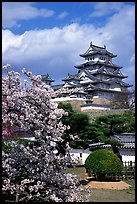 Blossoming cherry tree and castle. Himeji, Japan