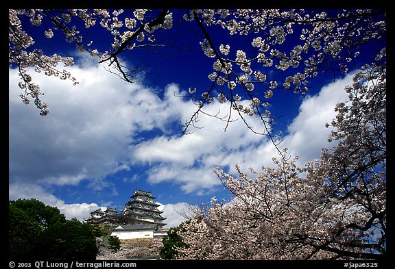 Branches of cherry blossoms and castle. Himeji, Japan