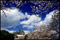 Branches of cherry blossoms and castle. Himeji, Japan ( color)