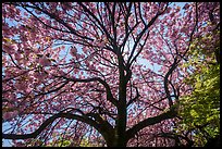 Cherry tree in bloom, Shinjuku Gyoen National Garden. Tokyo, Japan ( color)