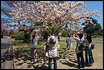 Visitors taking pictures of cherry tree in bloom, Shinjuku Gyoen National Garden. Tokyo, Japan ( color)