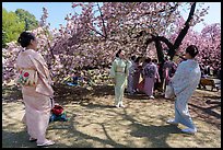Japanese women in kimono pose for pictures under cherry tree in bloom, Shinjuku Gyoen National Garden. Tokyo, Japan ( color)