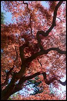 Japanese Maple. Tokyo, Japan ( color)