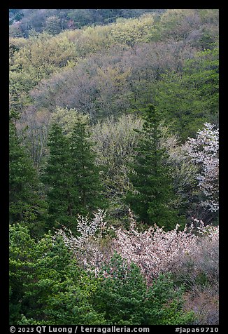 Hillside in spring, Hakone. Japan (color)