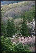 Hillside in spring, Hakone. Japan ( color)