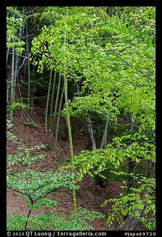 Bamboo in urban park, Yokohama. Japan (color)