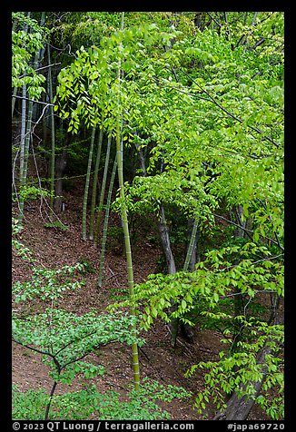 Bamboo in urban park, Yokohama. Japan (color)