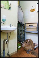 Capybara resting in room, Yokohama. Japan ( color)
