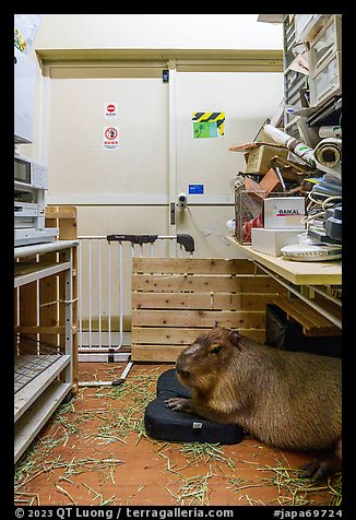Capybara resting in storage area, Yokohama. Japan (color)