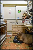 Capybara resting in storage area, Yokohama. Japan ( color)