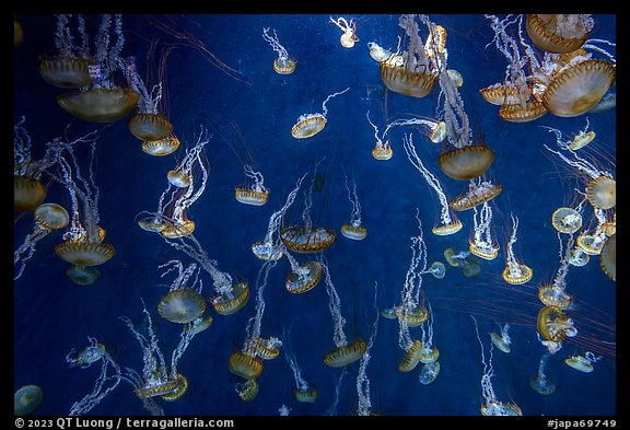 Jellyfish exhibit, Enoshima Aquarium. Fujisawa, Japan