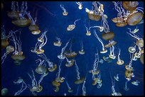 Jellyfish exhibit, Enoshima Aquarium. Fujisawa, Japan ( color)