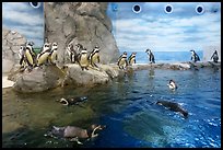 Penguin exhibit, Enoshima Aquarium. Fujisawa, Japan ( color)