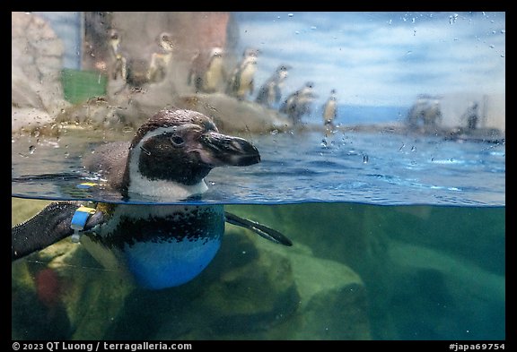 Penguin swiming, Enoshima Aquarium. Fujisawa, Japan (color)