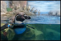 Penguin swiming, Enoshima Aquarium. Fujisawa, Japan ( color)