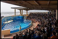 Dolphin Show Stadim, Enoshima Aquarium. Fujisawa, Japan ( color)