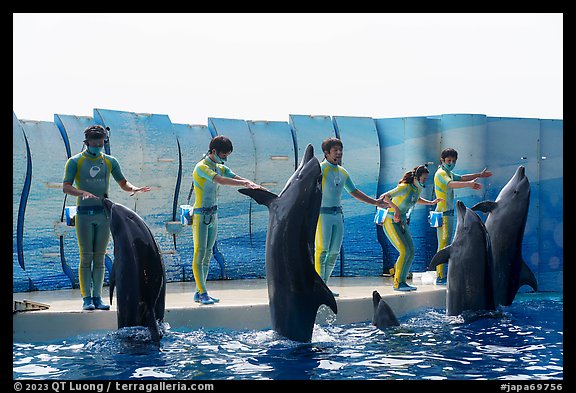 Trainers and dolphins during show, Enoshima Aquarium. Fujisawa, Japan (color)