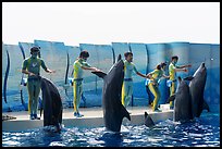 Trainers and dolphins during show, Enoshima Aquarium. Fujisawa, Japan ( color)