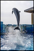 Dolphin jumping during show, Enoshima Aquarium. Fujisawa, Japan ( color)