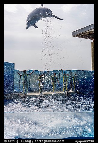 Dolphin high in the air, Enoshima Aquarium. Fujisawa, Japan (color)