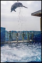 Dolphin high in the air, Enoshima Aquarium. Fujisawa, Japan ( color)