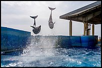 Two dolphins high in the air, Enoshima Aquarium. Fujisawa, Japan ( color)
