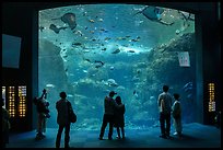 Big Sagami Bay Tank, Enoshima Aquarium. Fujisawa, Japan ( color)