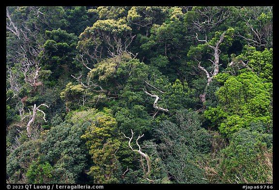 Trees on hillside. Enoshima Island, Japan (color)