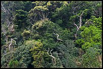 Trees on hillside. Enoshima Island, Japan ( color)