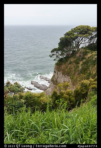 Lush cliffs. Enoshima Island, Japan (color)