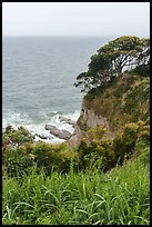 Lush cliffs. Enoshima Island, Japan ( color)