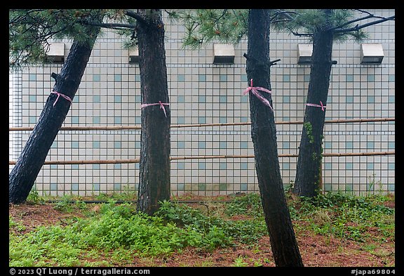 Trees tried with ribbons. Fujisawa, Japan (color)