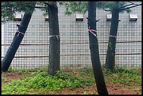 Trees tried with ribbons. Fujisawa, Japan ( color)
