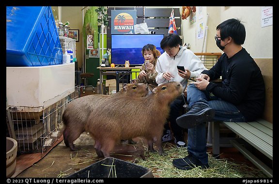 Young adults interacting with capybaras, Yokohama. Japan (color)