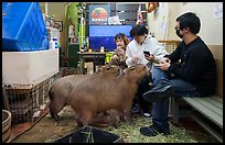 Young adults interacting with capybaras, Yokohama. Japan ( color)