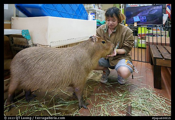 Boy feeding capybara, Yokohama. Japan (color)