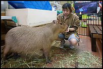 Boy feeding capybara, Yokohama. Japan ( color)
