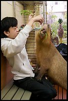 Young woman feeding capybara, Yokohama. Japan ( color)