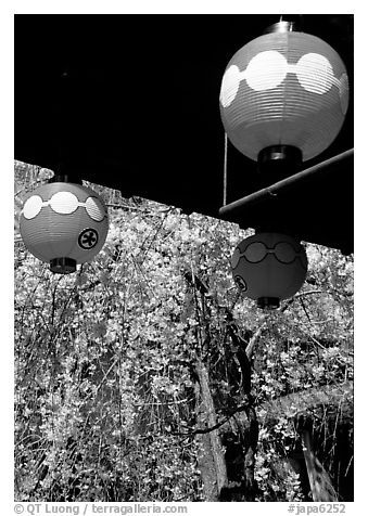 Lanterns and flowering sakura (cherry blossoms), Gion. Kyoto, Japan (black and white)