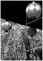 Lanterns and flowering sakura (cherry blossoms), Gion. Kyoto, Japan ( black and white)