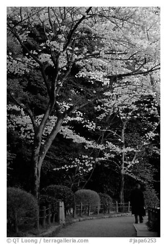Tetsugaku-no-Michi (Path of Philosophy), a walkway lined up with cherry blossoms. Kyoto, Japan (black and white)