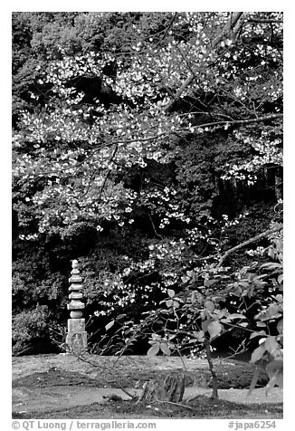 Garden with trees and mosses on the grounds of the Kinkaku-ji Temple. Kyoto, Japan (black and white)