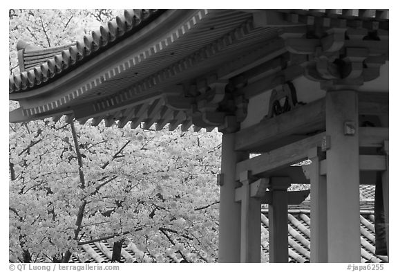 Cherry tree in bloom and temple roof. Kyoto, Japan (black and white)