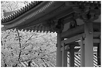 Cherry tree in bloom and temple roof. Kyoto, Japan (black and white)